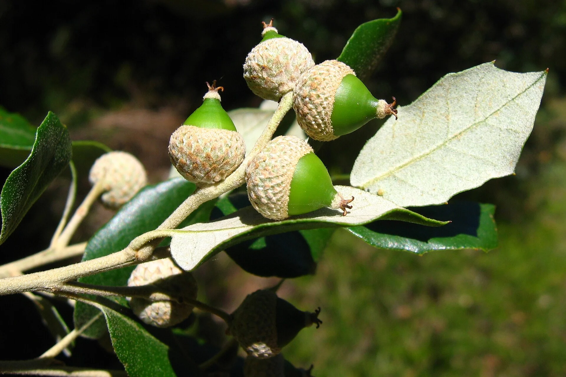 Cluster of green holm oak acorns among leaves on a branch