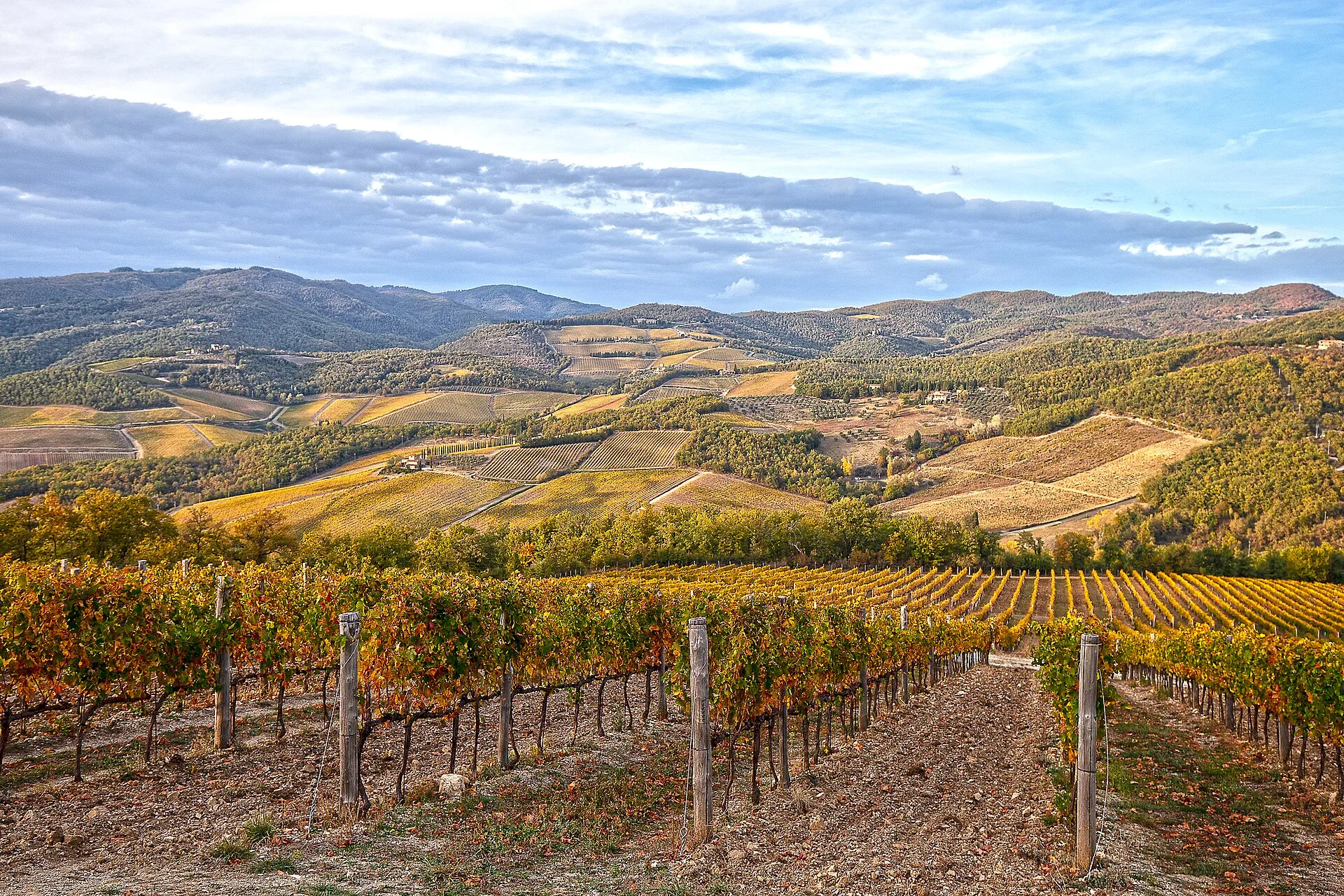 Autumn vineyard rows on rolling hills under a blue sky