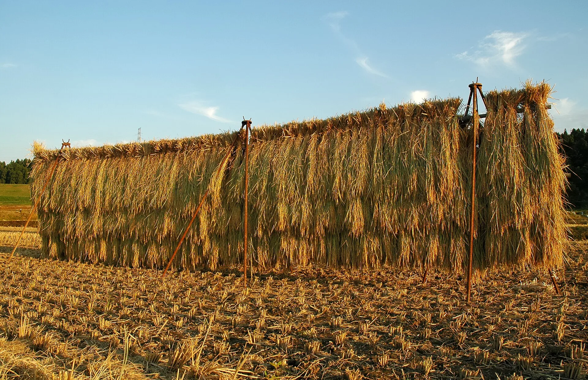 Harvested rice sheaves hung on a long drying rack in a cut paddy