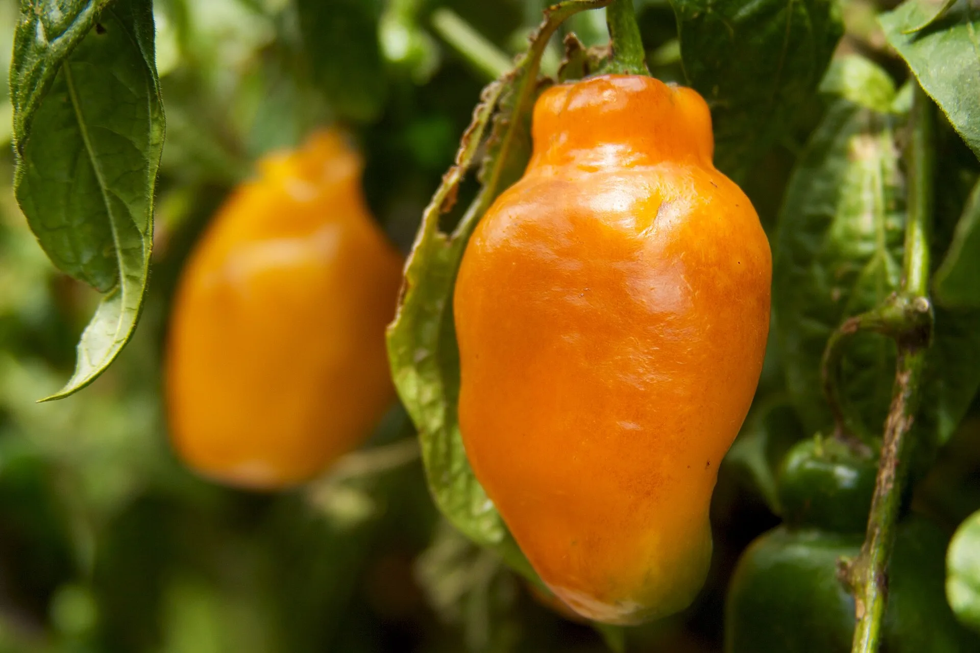 Bright orange rocoto peppers with green leaves