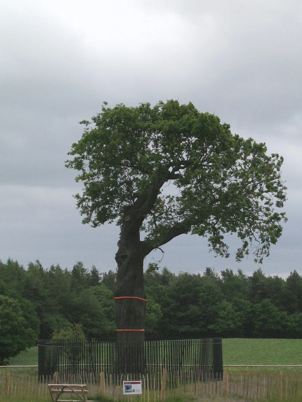Large oak tree standing alone in a grassy field