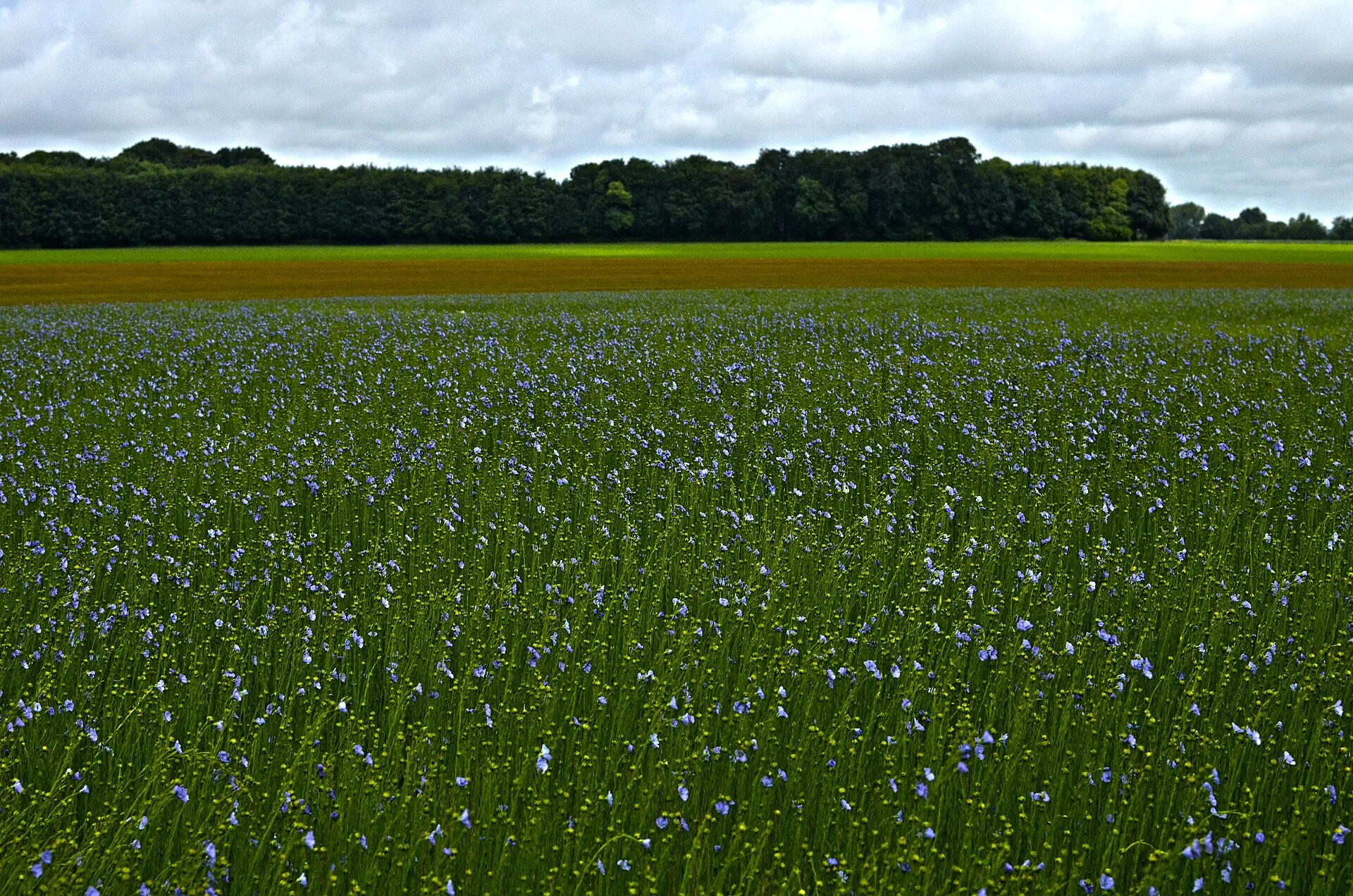 How Linen Is Made: Flax, Retting and Weaving from Ancient Egypt to Belfast