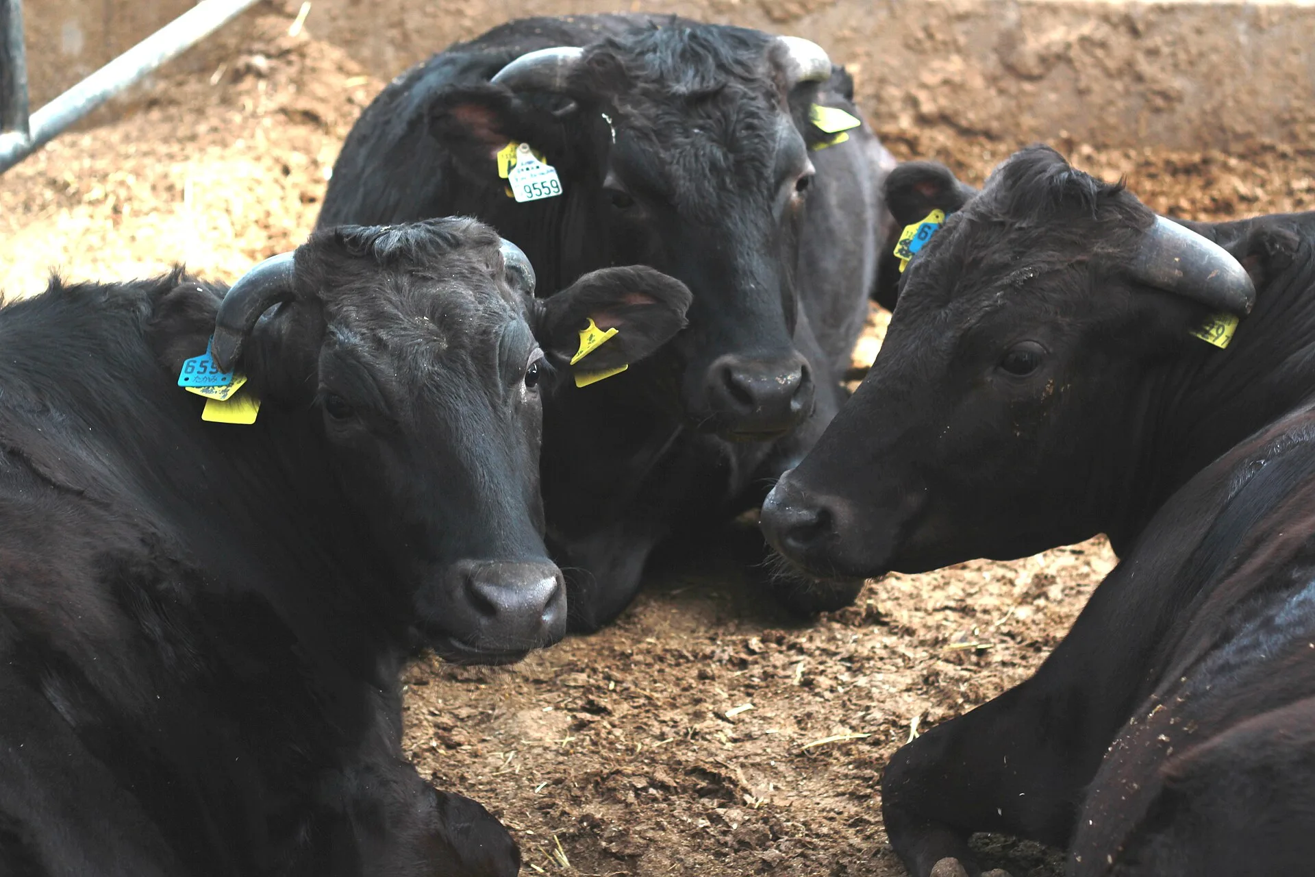 Wagyu beef: how Japan's black cattle are bred, graded and named