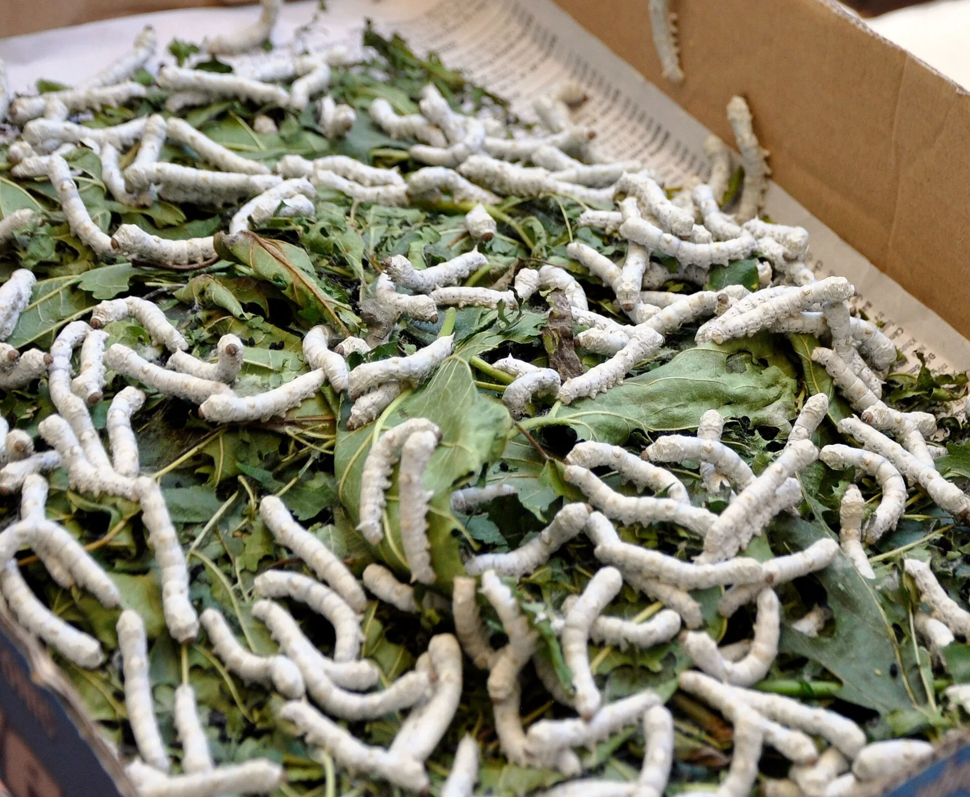 How silk is made: silkworms, cocoons and reeling from China to the world