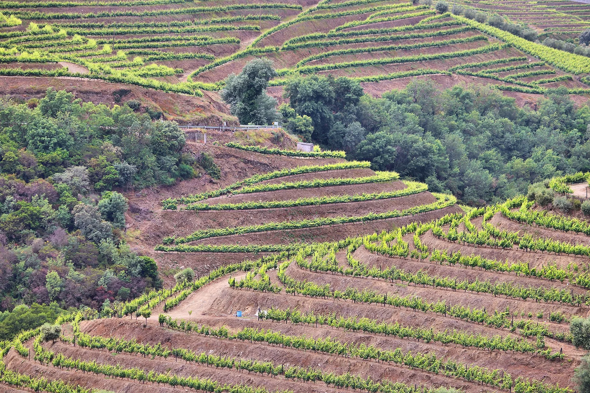 Port wine and the Douro Valley: how port is made and aged