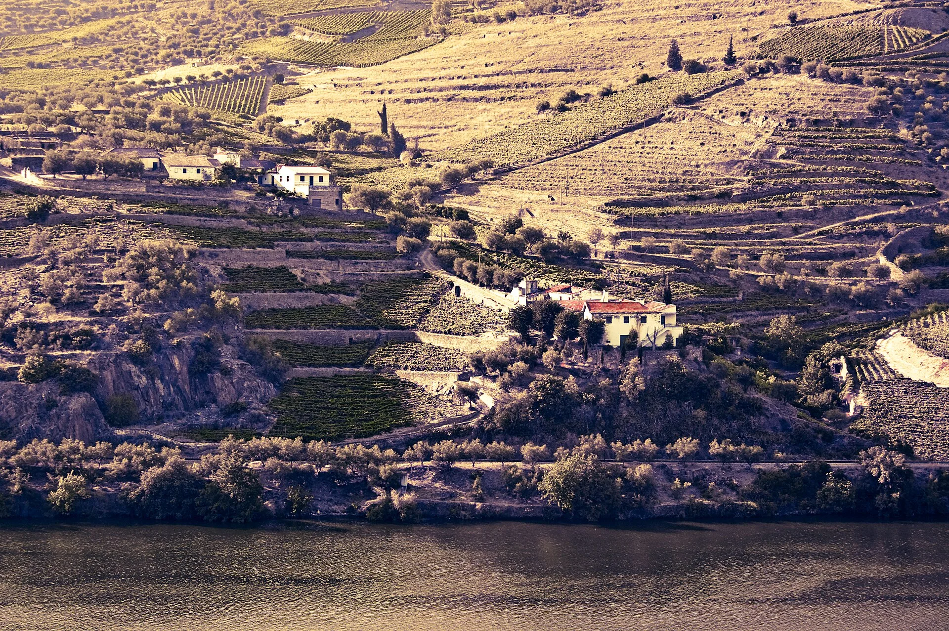 Stepped vineyard terraces rising from the edge of a river