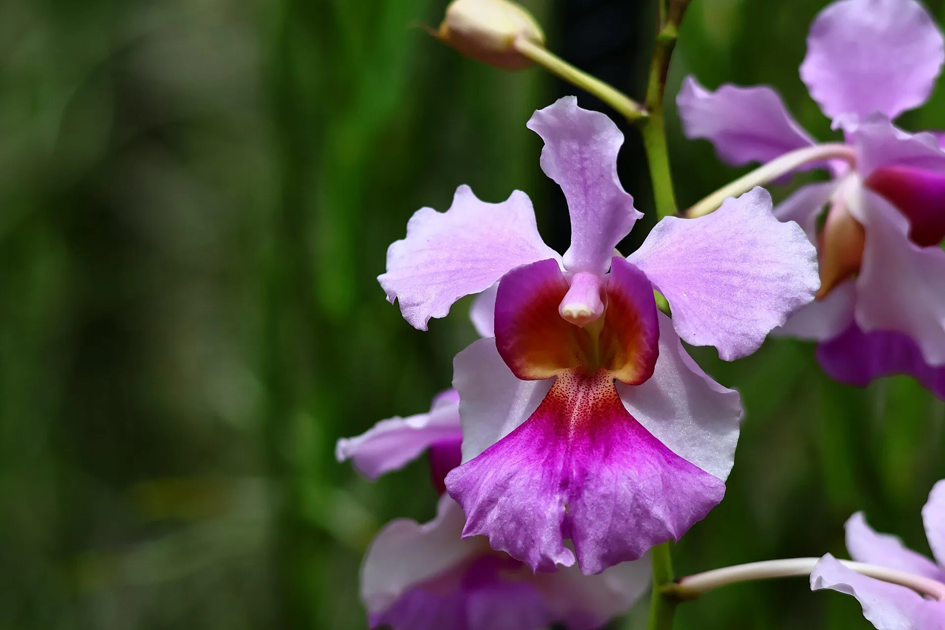 Close view of a pink and purple orchid flower with a broad lip