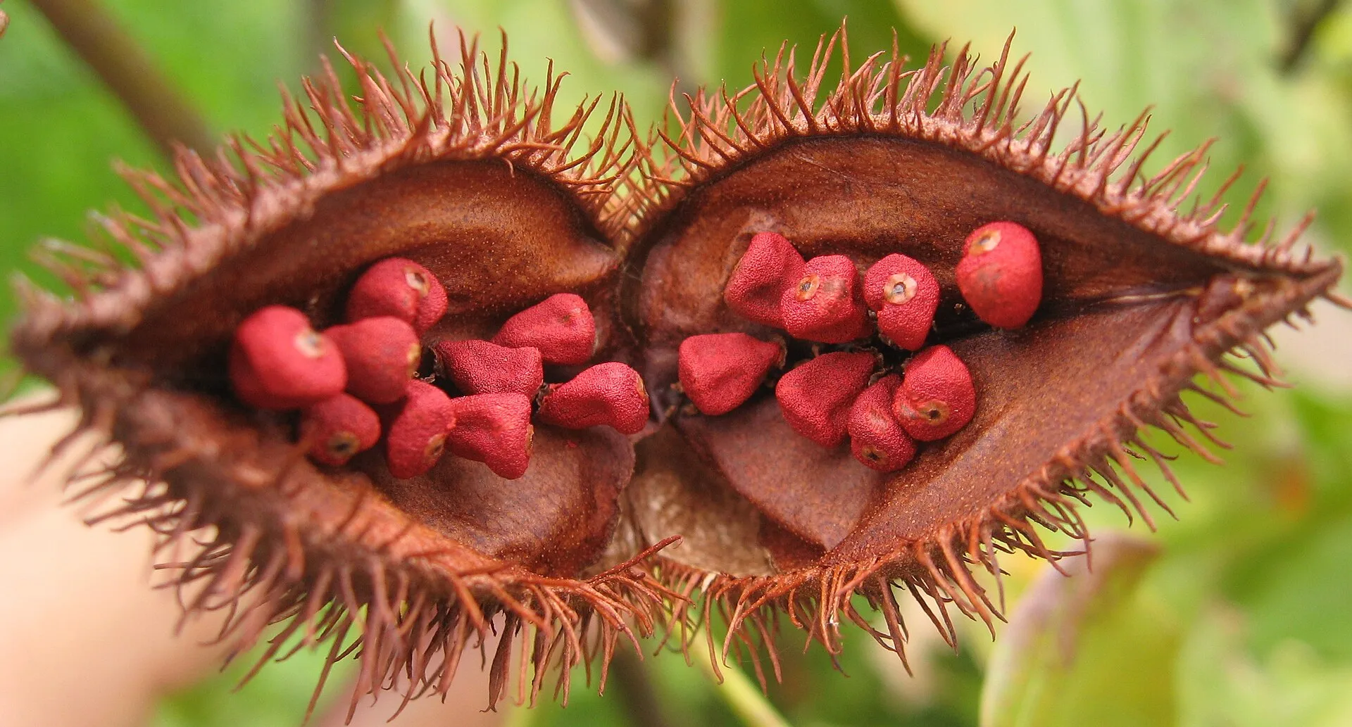 Open spiky seed pod revealing bright red seeds inside