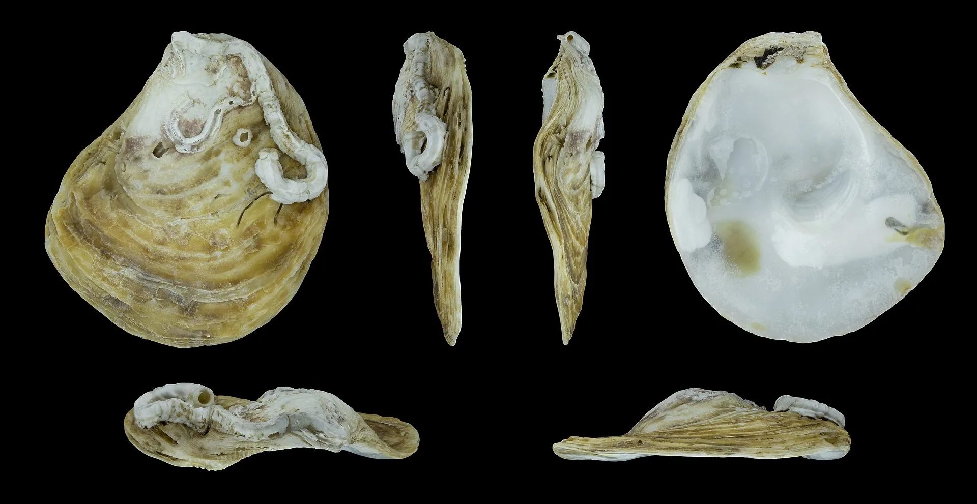 Several views of a flat oyster shell on a black background