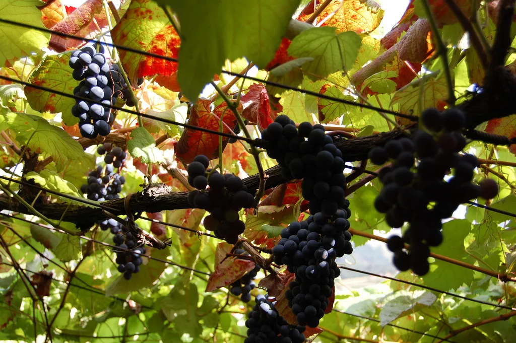 Bunches of dark red grapes hanging among autumn vine leaves
