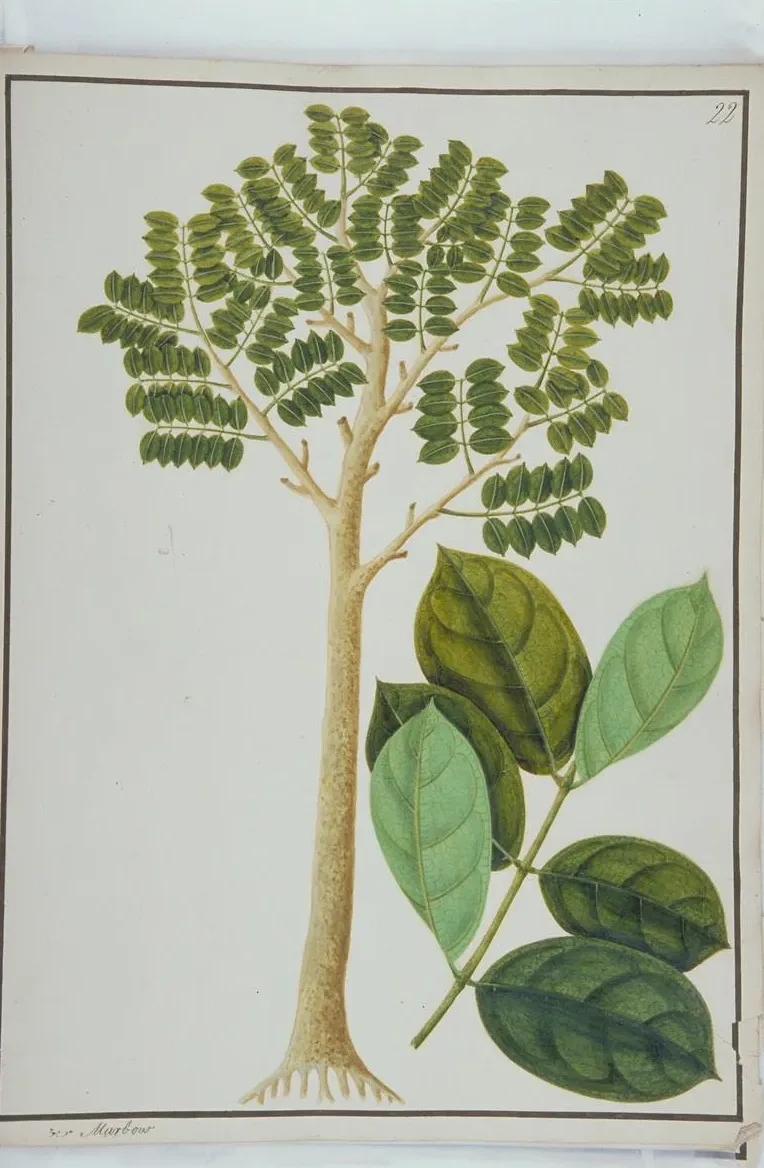 Watercolour of a slender tree beside a large branch of glossy green leaves