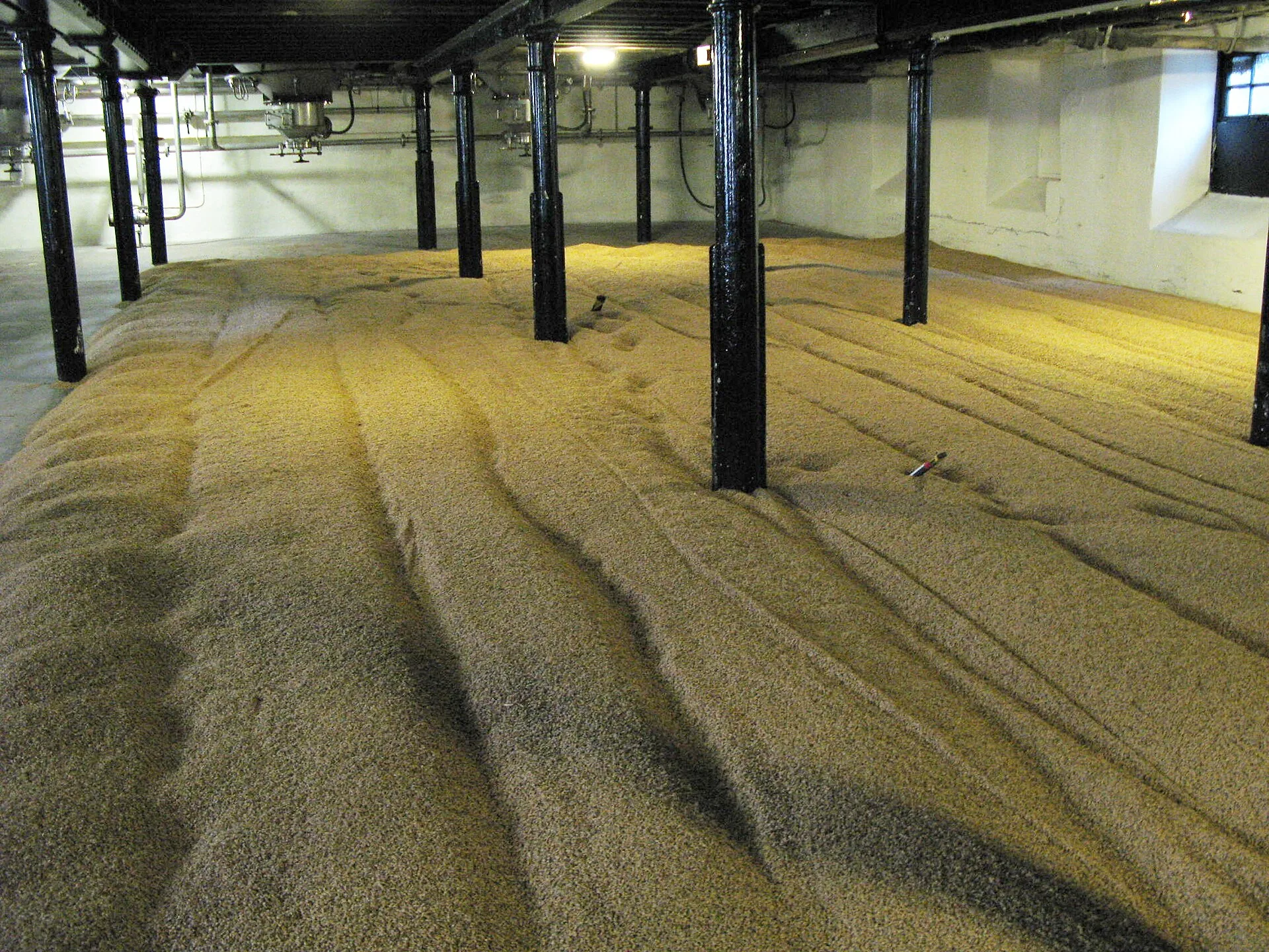 Germinating barley spread in raked rows across a long low-ceilinged floor