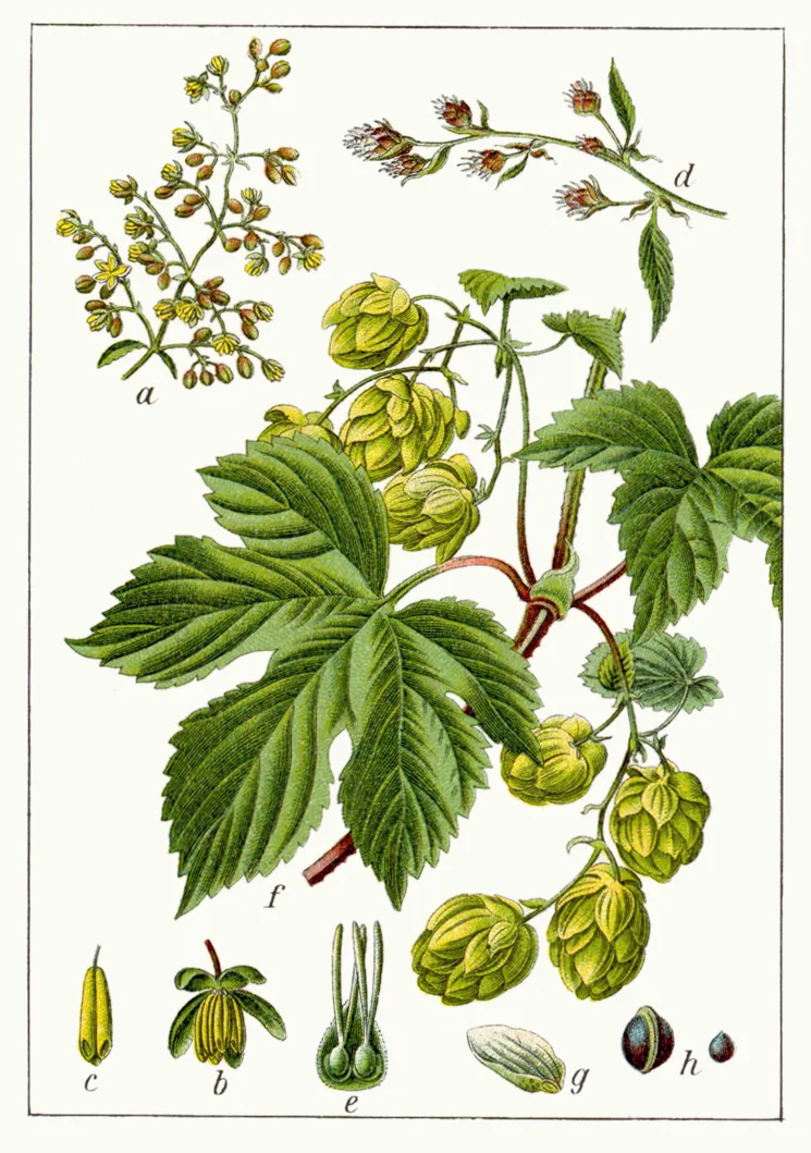 Botanical plate of a hop vine with leaves, green cones and flower details