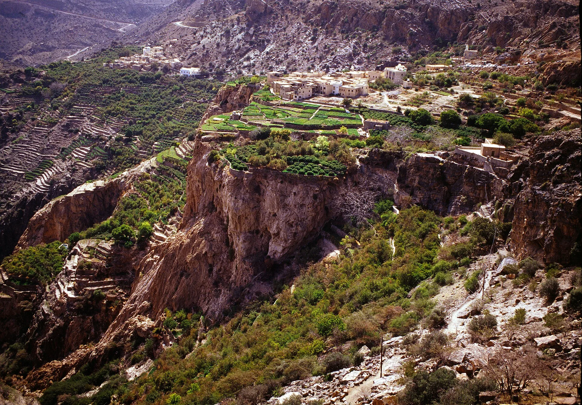 Jebel Akhdar rose water: Oman's mountain rose harvest and distillation