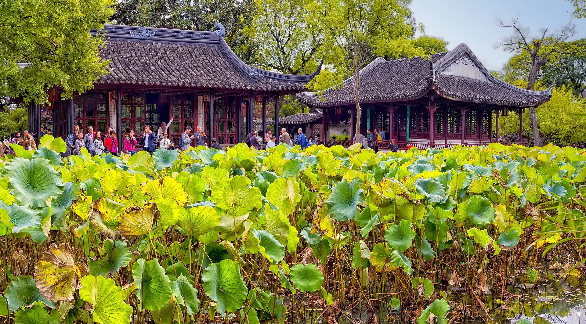 Lotus leaves in front of two tiled-roof halls with upturned eaves