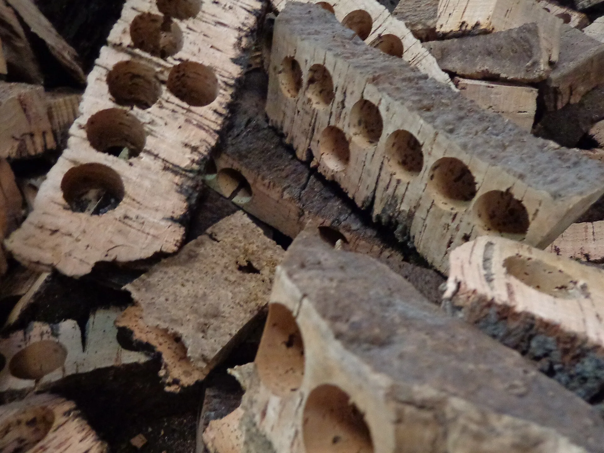 Strips of cork bark with rows of round holes punched through them