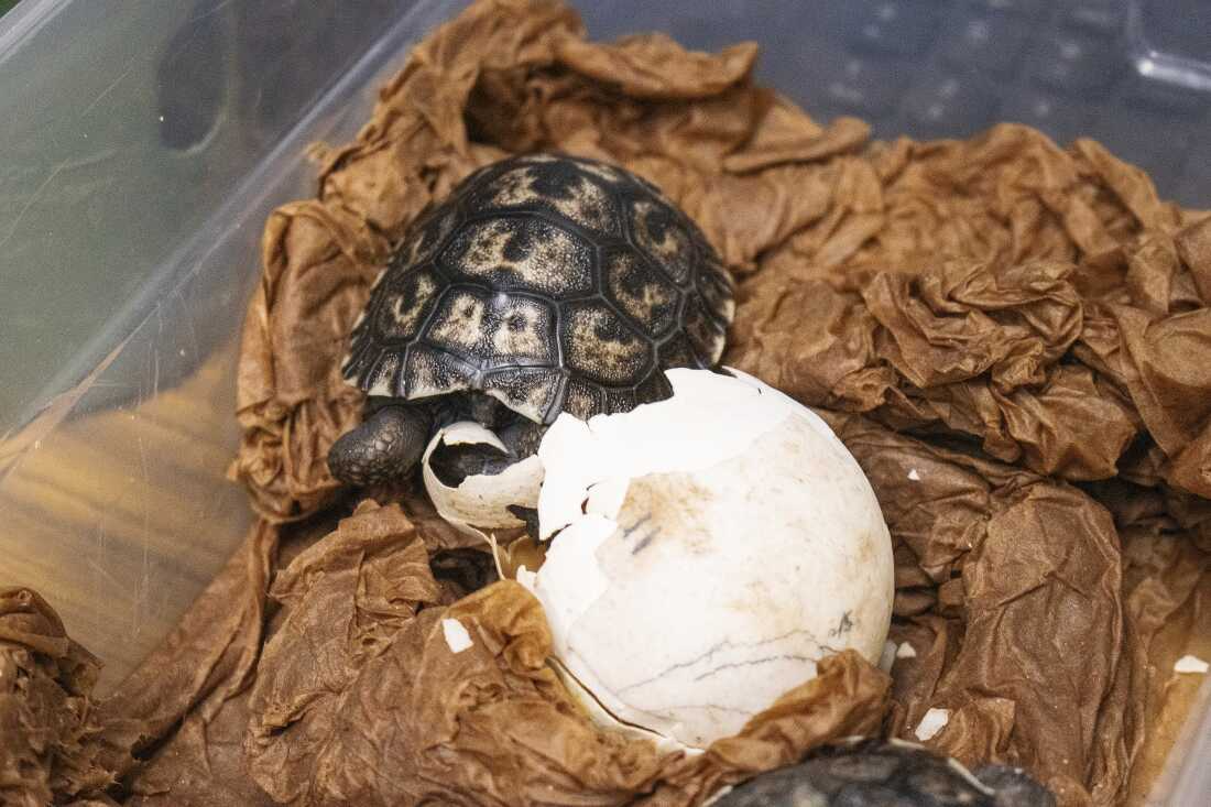 Four critically endangered Galápagos tortoises hatch at the Philadelphia Zoo : NPR