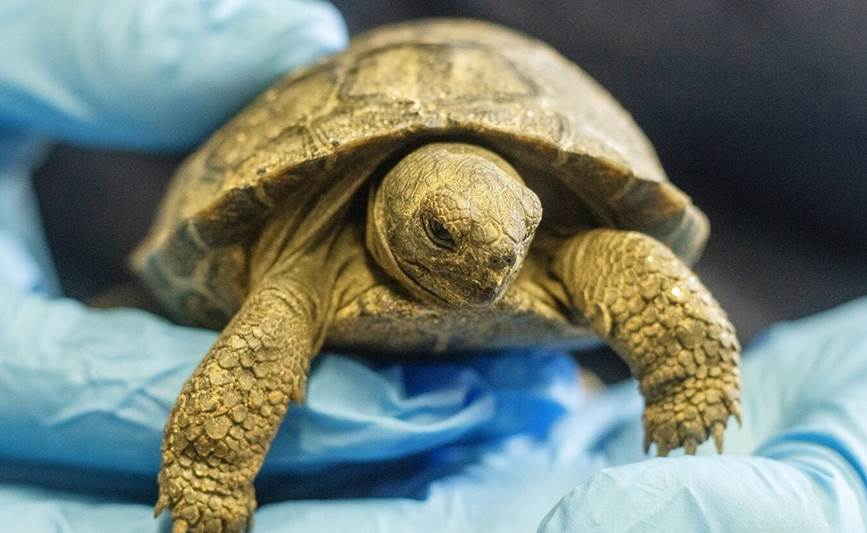 Philadelphia Zoo welcomes endangered Galapagos tortoise hatchlings - WHYY