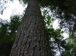 BWCA Look'n for big trees - old growth Boundary Waters Trip Planning Forum