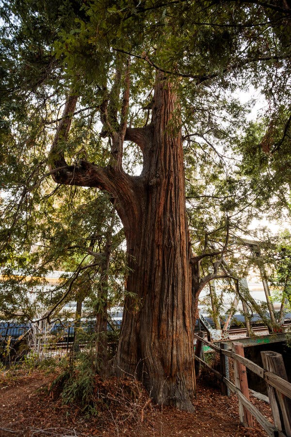 The El Palo Alto redwood tree in Palo Alto, Calif., in May. It&rsquo;s right next to a busy train line and has struggled to survive through pollution, compacted soil and drought.