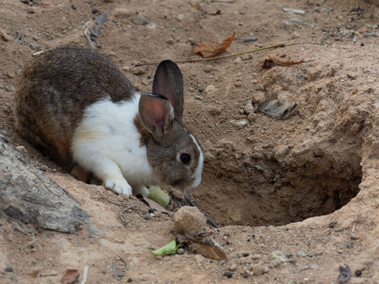 Our Favorite Rabbit Holes - WHYY