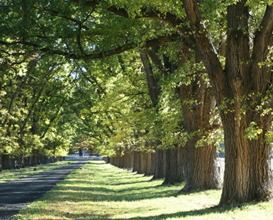 Tree Identification: How to Identify Elm Tree