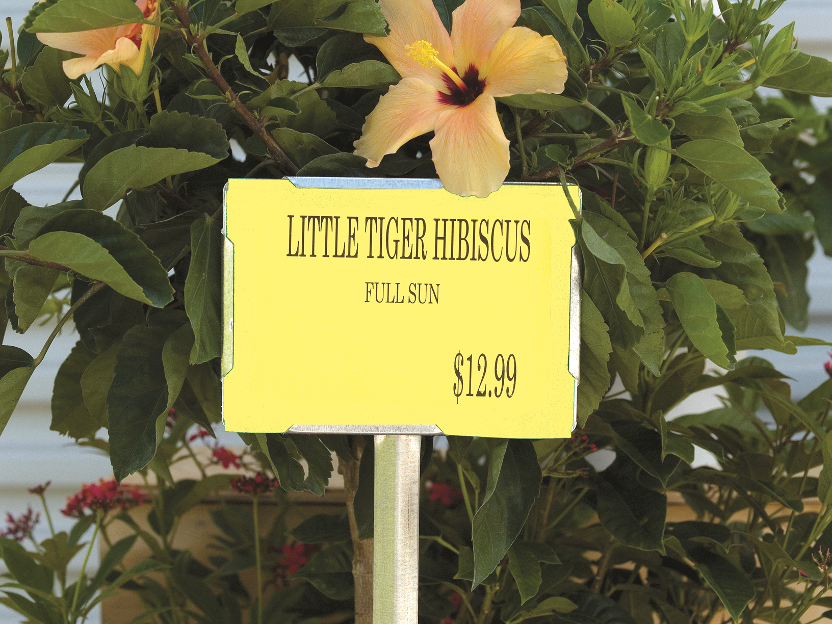 5 x 7 Special Thermal Signs 100 signs per roll