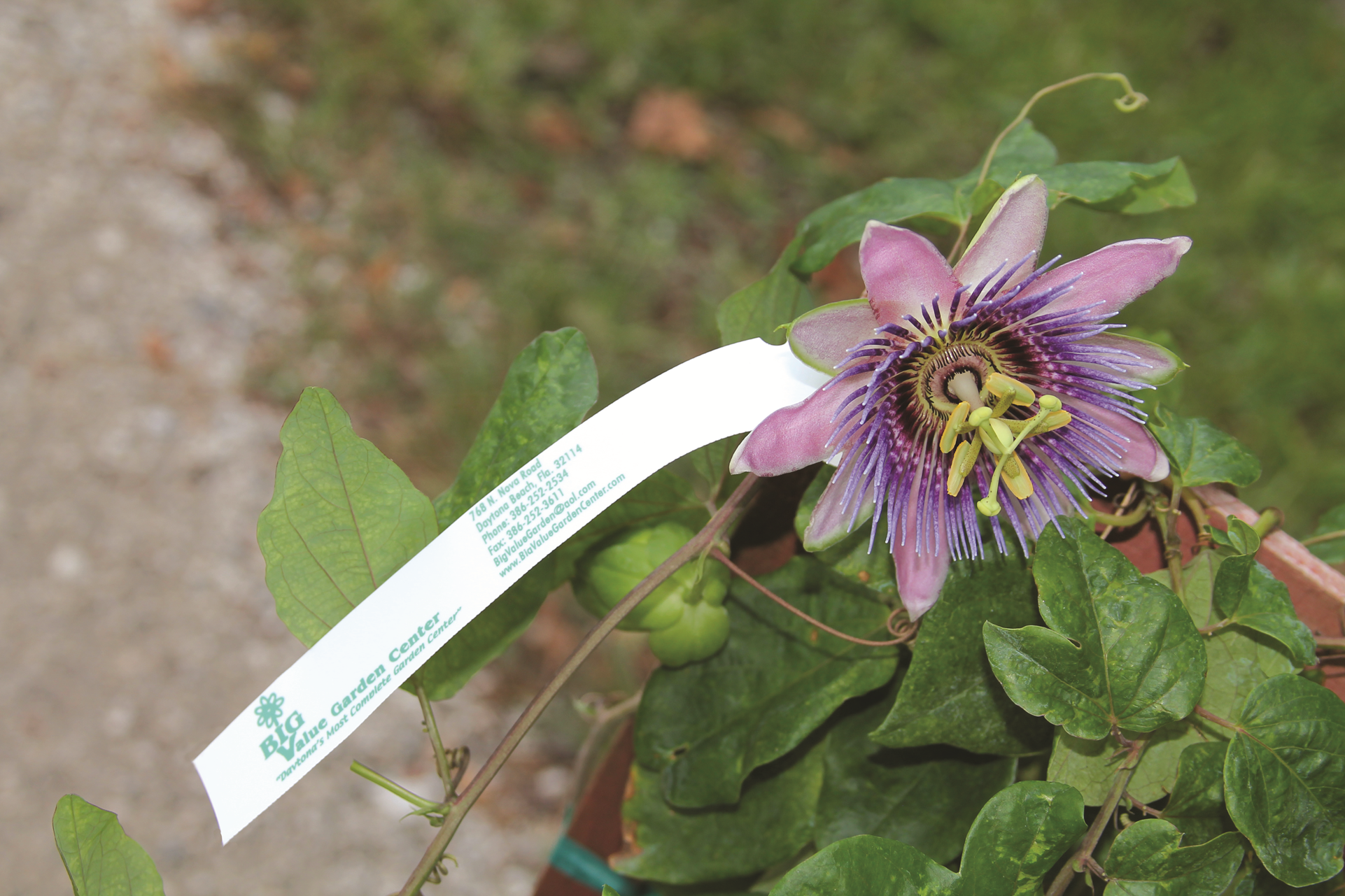 Valueline 1/2 X 8 1/2 Laser Slip-On Tags (20 Tags Per Sheet, 200 Tags Per Package)