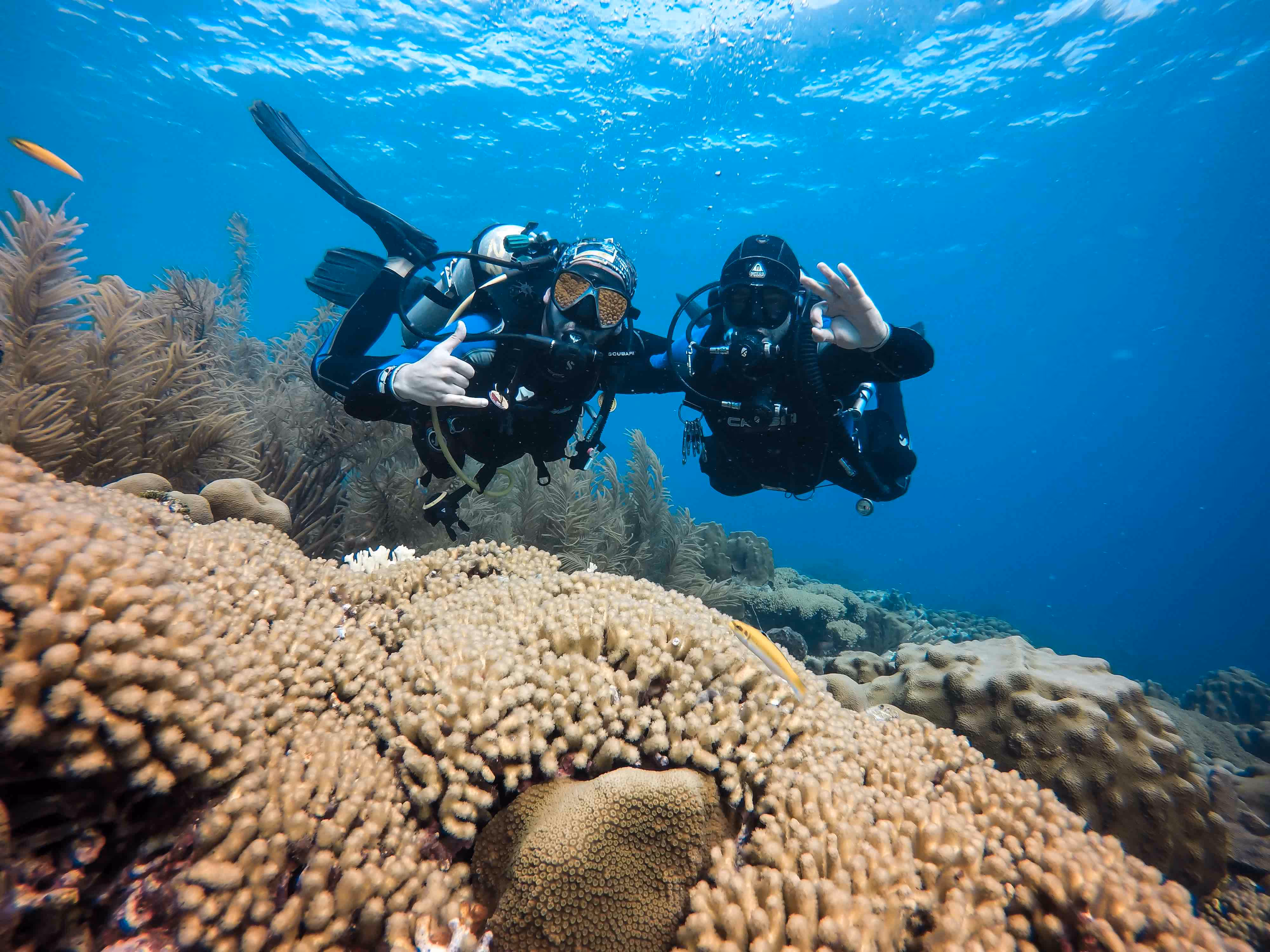 Bonaire Diving