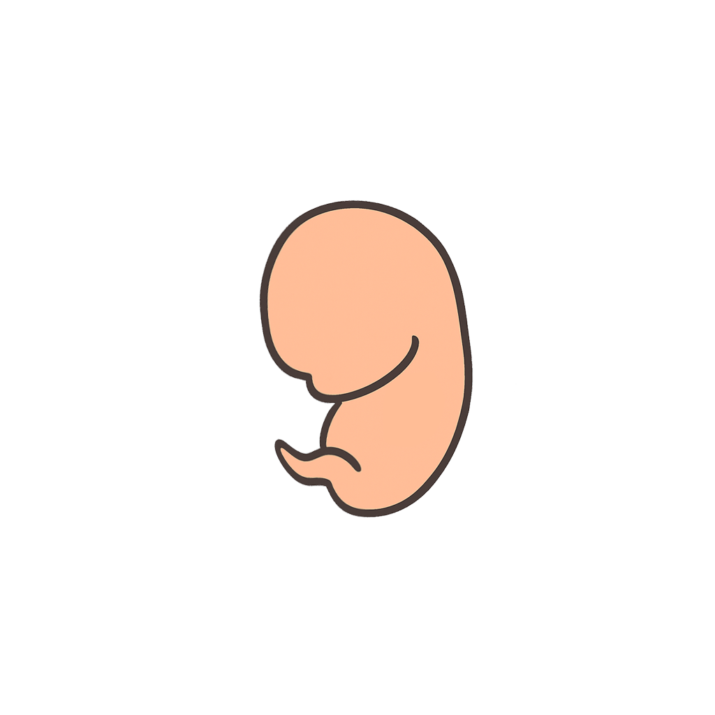 The journey of a 4-week old fetus.