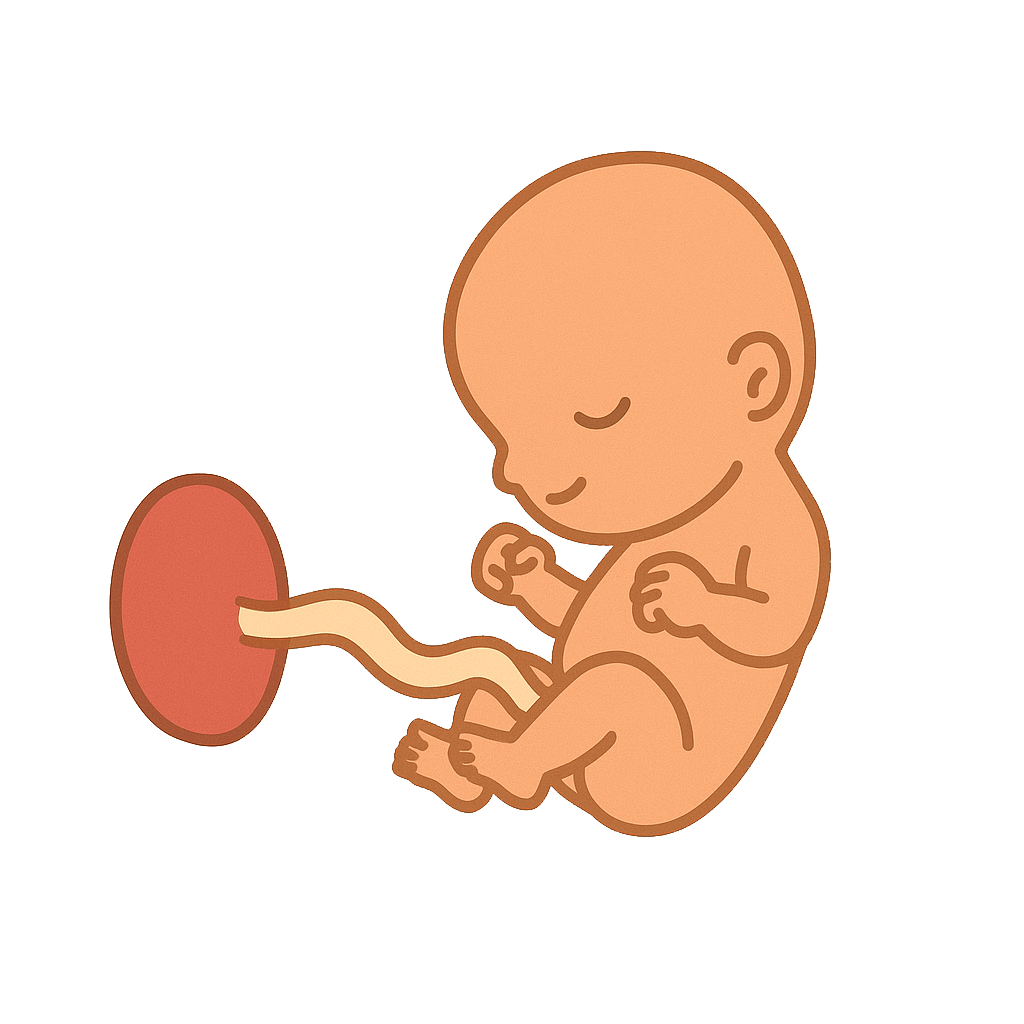 This week, your little one has grown to the size of a fig, a small yet significant leap from last week's prune-sized state.