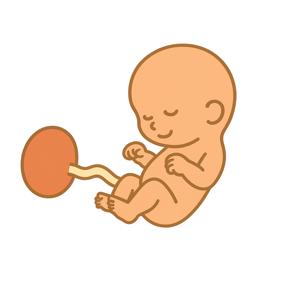 At thirteen weeks, your baby has grown to about the size of a peach, measuring around 7.5 cm from crown to rump and weighing approximately an ounce.