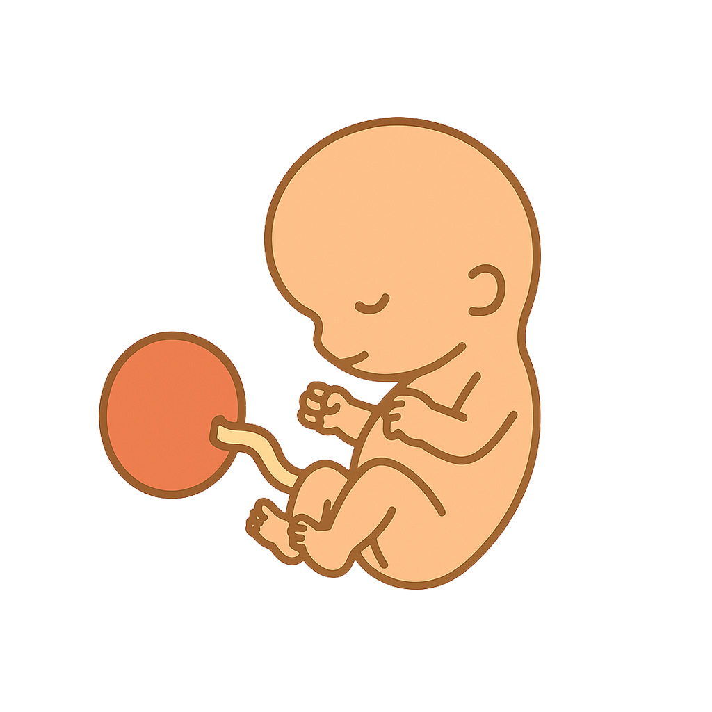 You’re 12 weeks pregnant, and what a significant milestone this is! This week marks the close of your first trimester, a time that is both thrilling and reassuring. If you haven’t already, you might have your first ultrasound scan this week, a moment many expectant parents treasure.