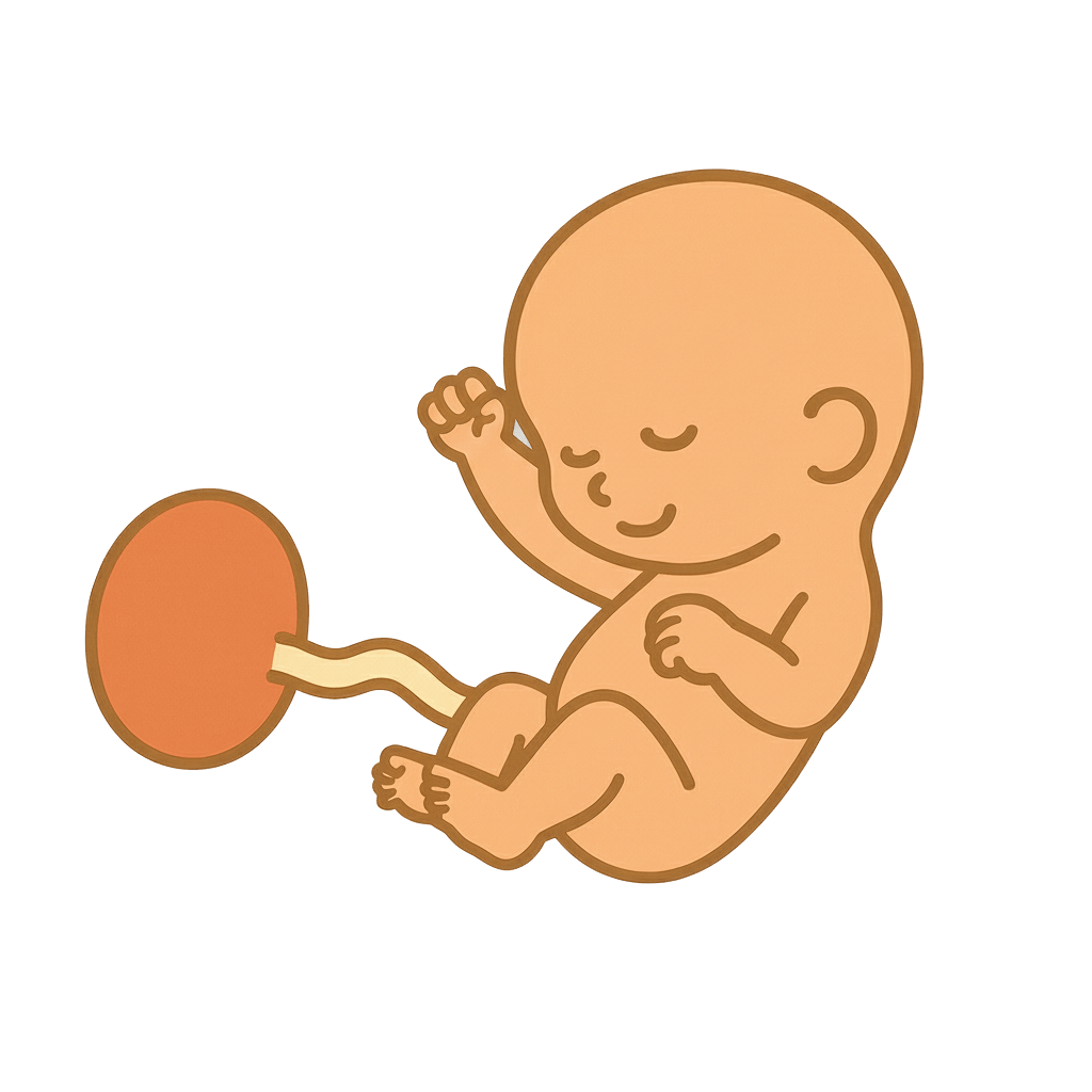 At 14 weeks, your baby is about 8 centimeters long, roughly the size of a lemon. It’s amazing to think how quickly your little one is growing!