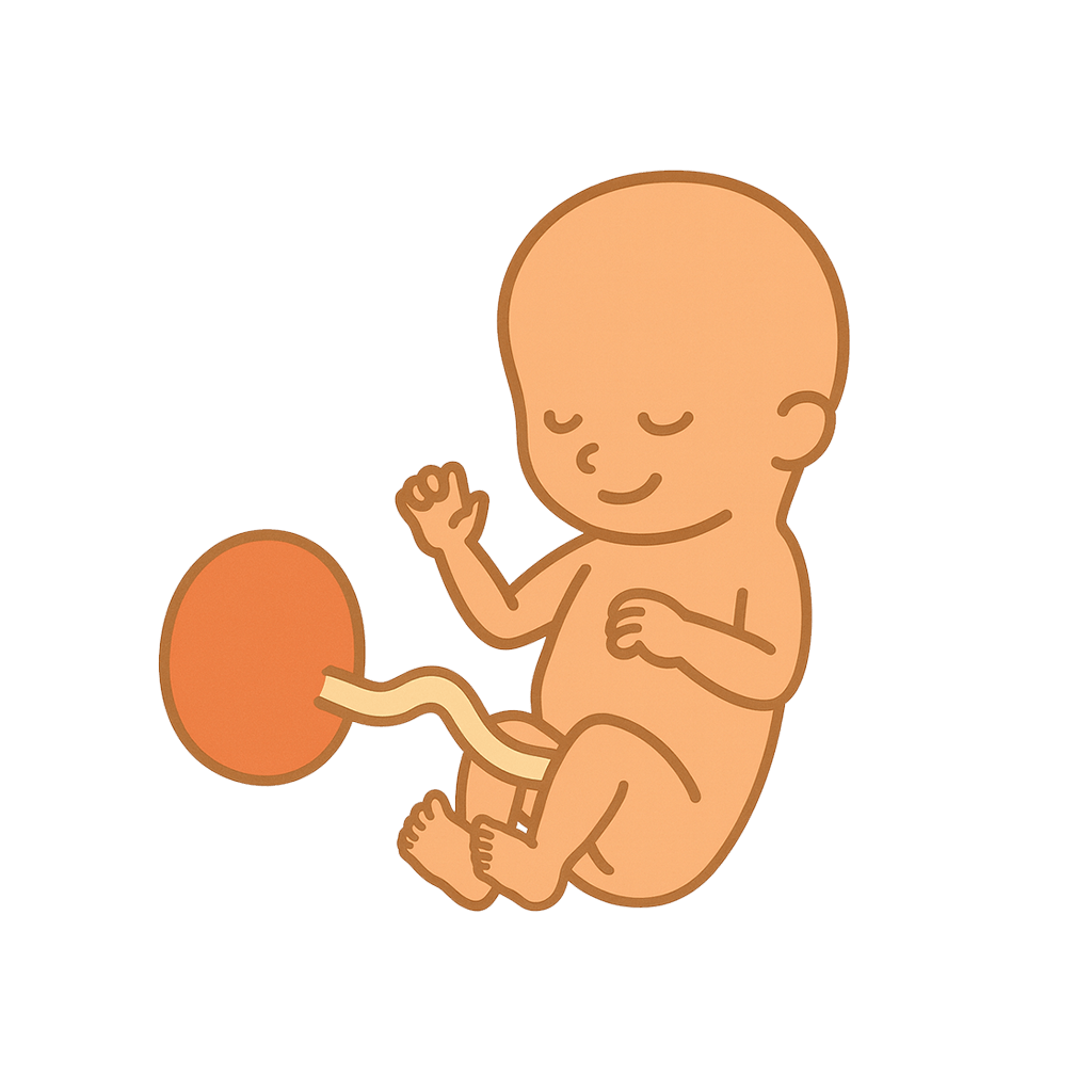 At 17 weeks, your baby is about 12.5 centimeters long, roughly the size of a turnip or about as big as the palm of your hand.