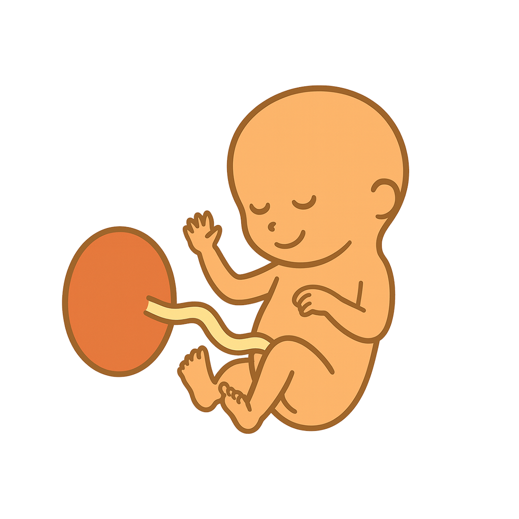 At 19 weeks, your baby is now about 14 centimeters long, roughly the size of a large mango or an heirloom tomato.