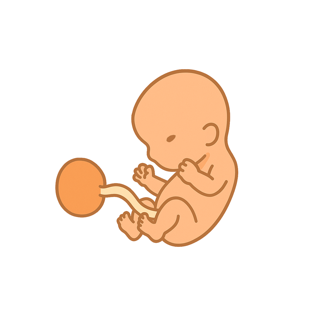 At this stage, your little one is about the size of an olive, a comparison that might bring a smile to your face! :-)