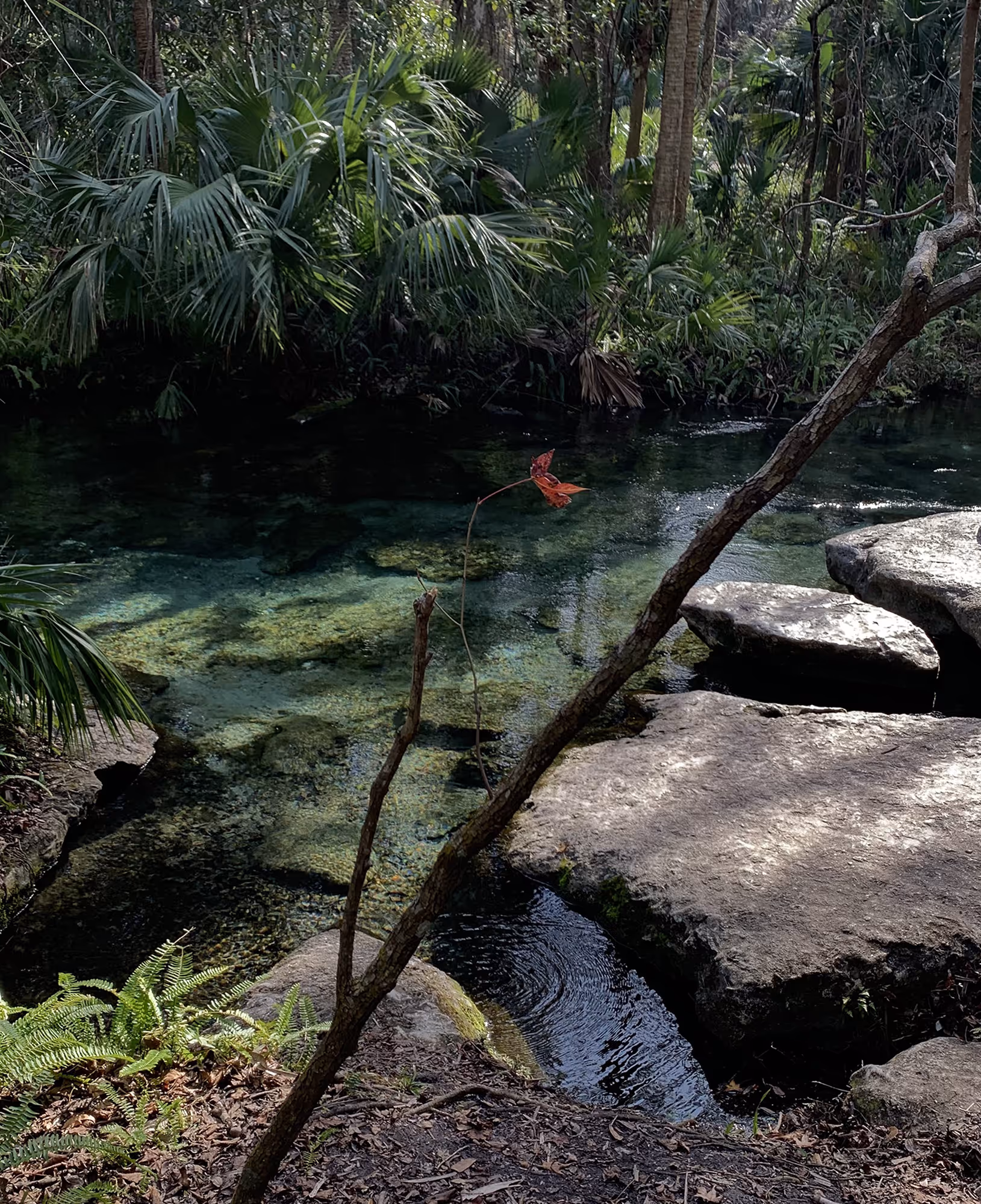 Clear, shallow stream at Kelly Springs in Apopka, flowing between smooth limestone rocks and surrounded by dense subtropical greenery; a single red leaf hangs from a slender branch in the foreground. {vertical}