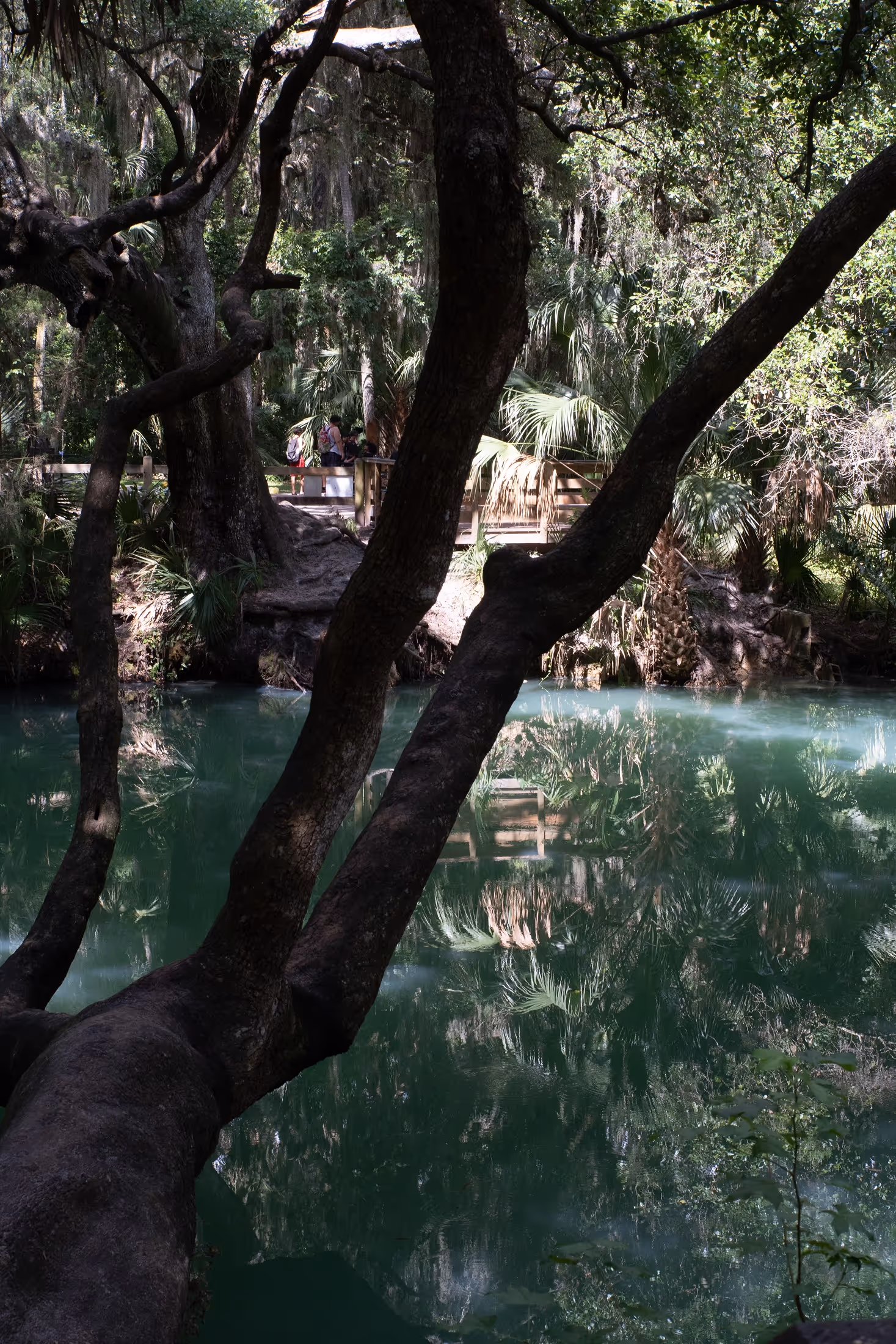 Shaded view of Green Springs in Volusia County, with still, vivid green water surrounded by dense trees, palm fronds, and twisted branches reflected on the surface. {vertical}