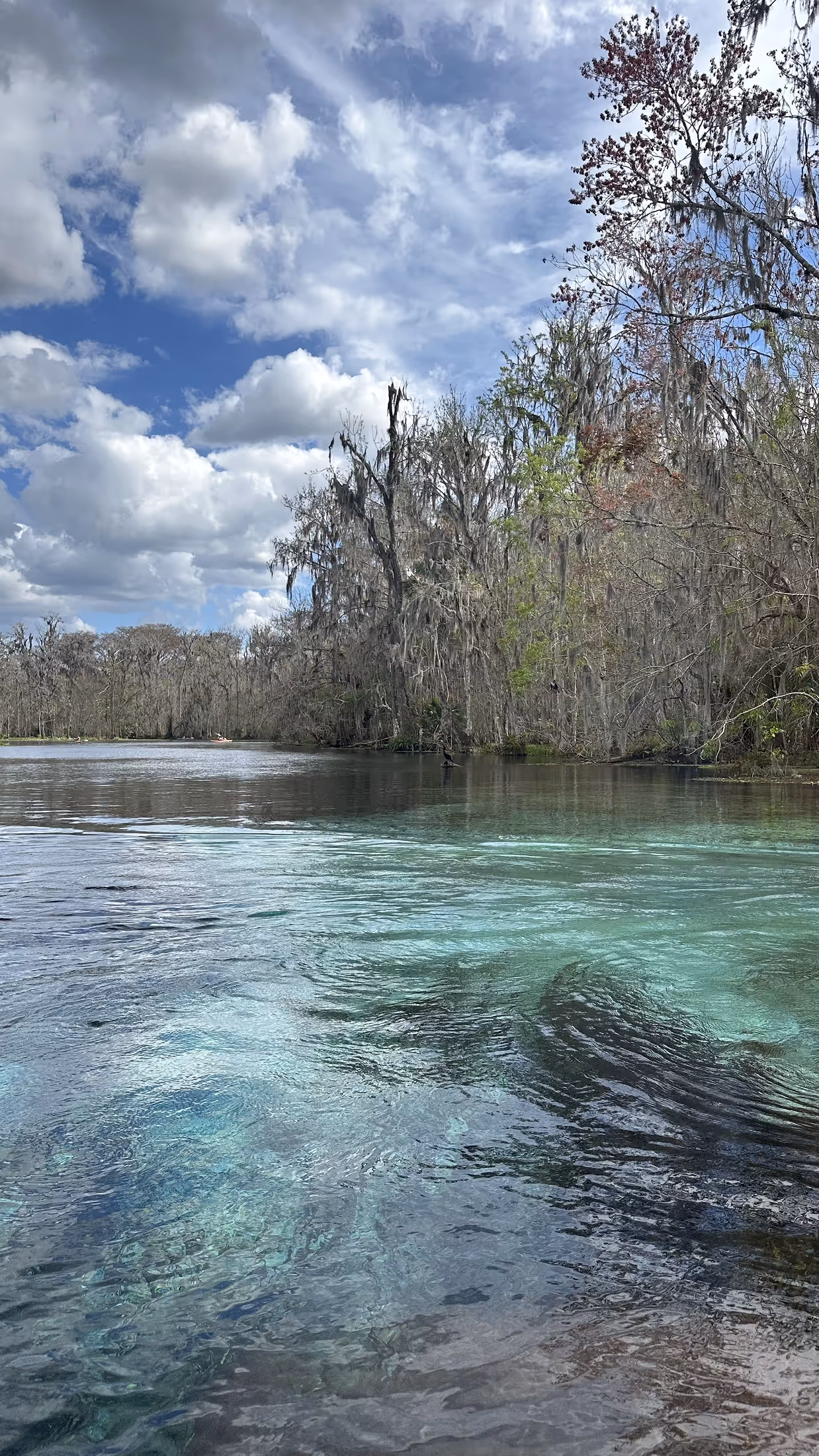 Wide view of Silver Springs in Ocala, showing clear turquoise water with swirling currents and reflections under a partly cloudy sky, bordered by tall trees draped in Spanish moss. {vertical}