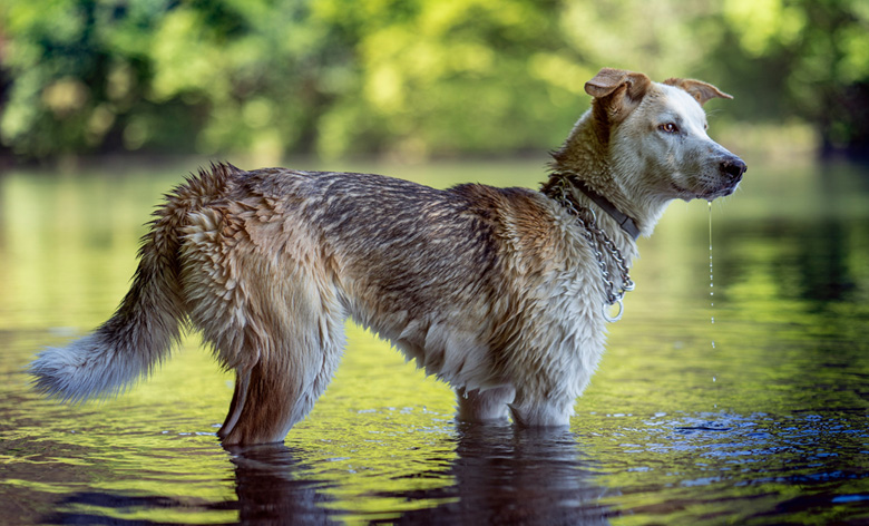 Dog-Friendly Michigan Vacations: The Ultimate Guide to Lakes, Cabins & Adventures