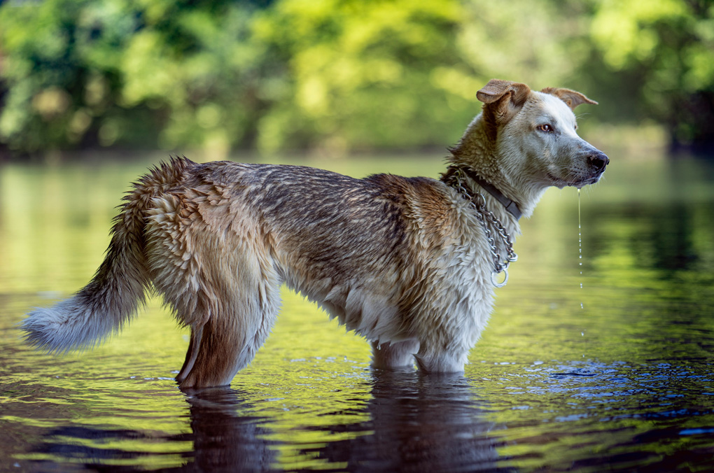 Dog-Friendly Michigan Vacations: The Ultimate Guide to Lakes, Cabins & Adventures
