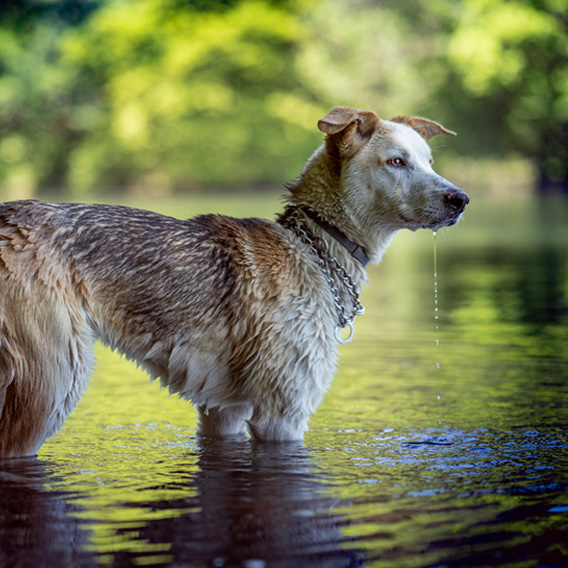 Dog-Friendly Michigan Vacations: The Ultimate Guide to Lakes, Cabins & Adventures