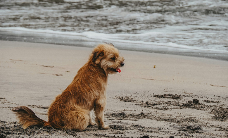 Dog-Friendly Beaches in Michigan: Where Your Pup Can Splash, Run, and Play