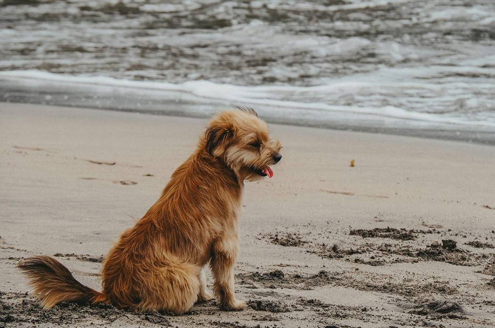 Dog-Friendly Beaches in Michigan: Where Your Pup Can Splash, Run, and Play