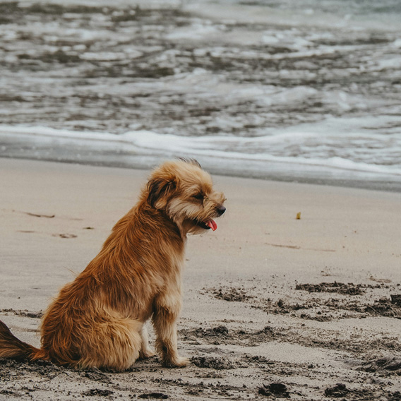 Dog-Friendly Beaches in Michigan: Where Your Pup Can Splash, Run, and Play
