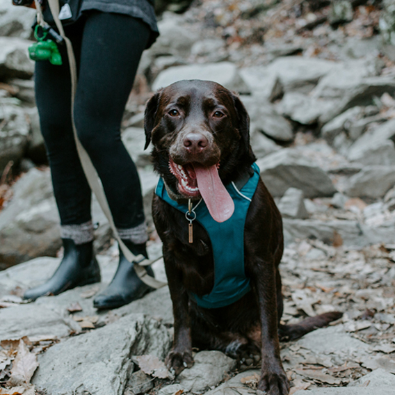 Bringing Your Dog to Michigan State Parks: Trails, Beaches & Camping Adventures