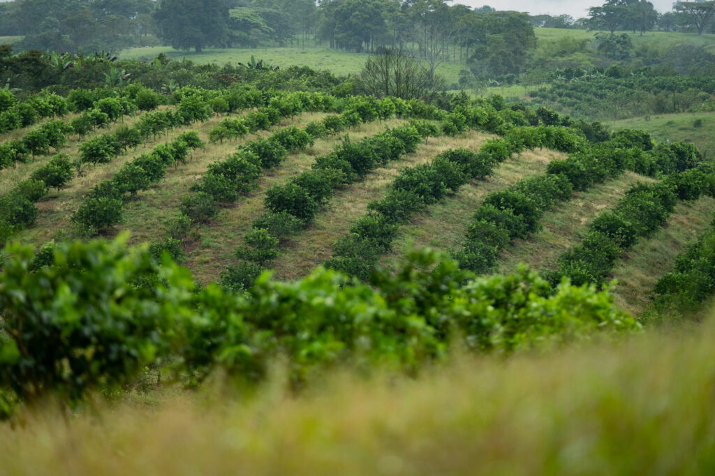 Agriculture investment