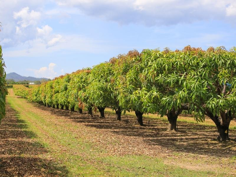 use 401k to buy farmland