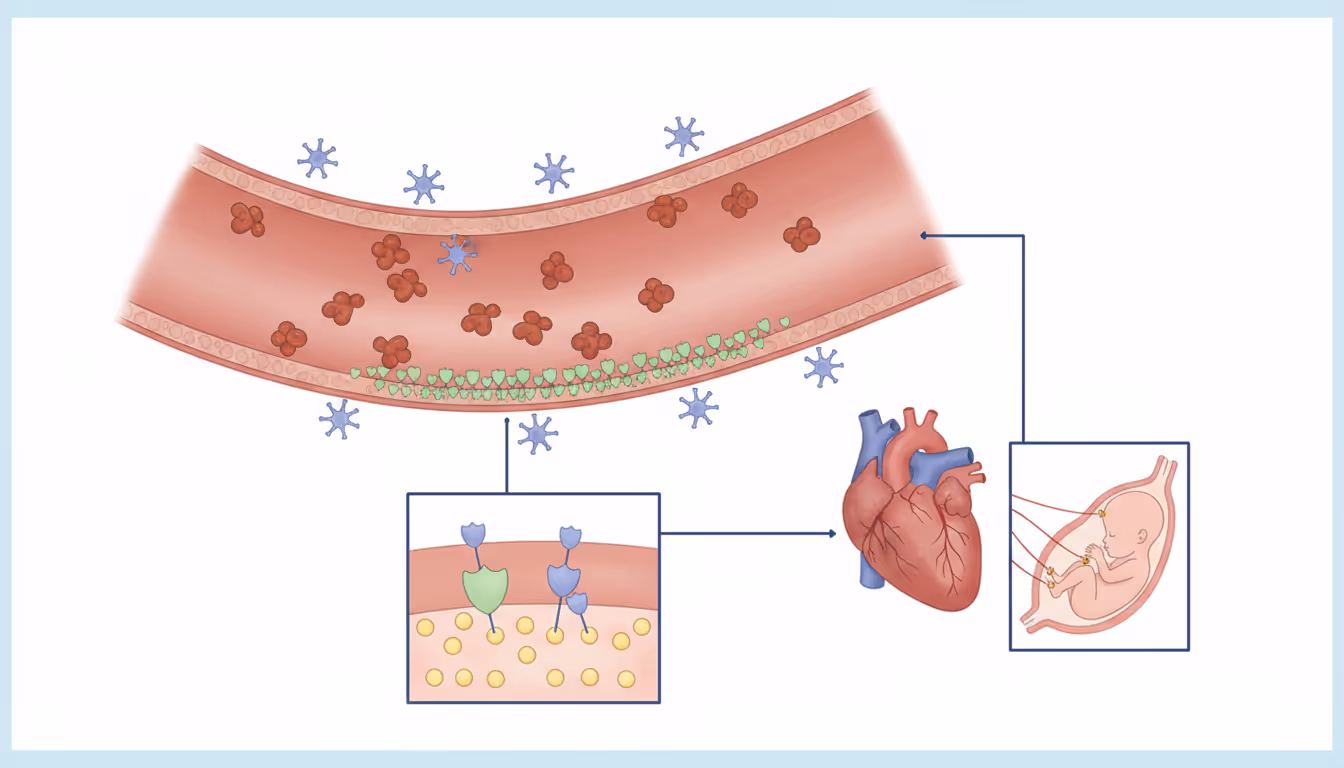APLS (antiphospholipid antibody syndrome)